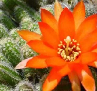 蝴蝶掌什么季节开花？