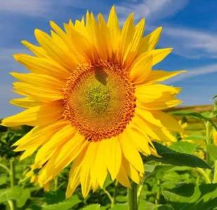 太阳花都什么季节开花?