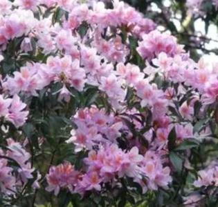 毛杜鹃什么季节开花?