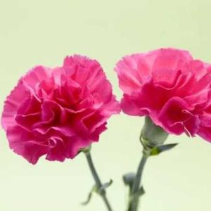八月份的康乃馨什么季节开花?