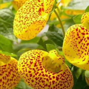 荷包花什么季节开花?