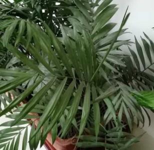 盆栽竹子什么季节开花？