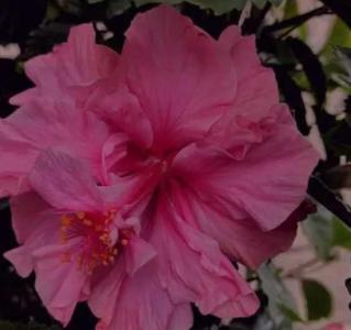 吉香花什么季节开花？