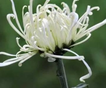 什么季节开花白菊？