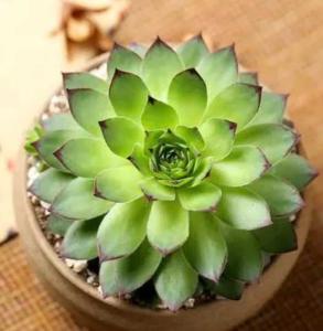观音莲什么季节开花?