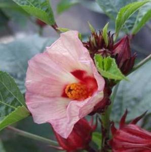 洛神葵什么季节开花?