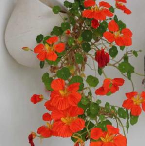 旱金莲什么季节开花?