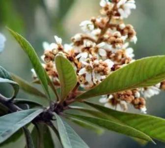 枇杷开花在什么季节？