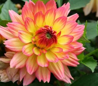 大力花什么季节开花？
