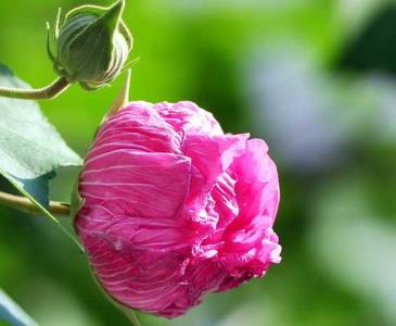 芙蓉在什么季节开花?