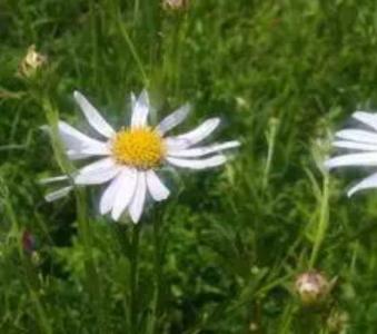 山马兰什么季节开花?