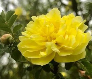 风雨花什么季节开花?