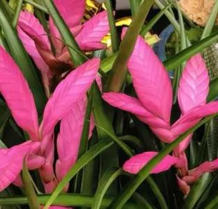 铁兰什么季节开花?