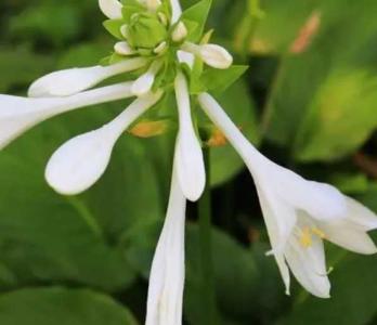白玉簪什么季节开花?