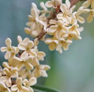 银桂什么季节开花？