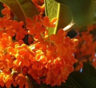 丹桂飘香什么季节开花？