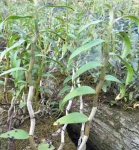 石斛开花是什么季节？