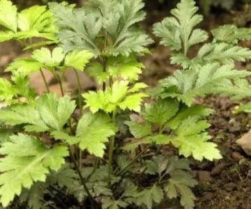 黄连在什么季节开花？