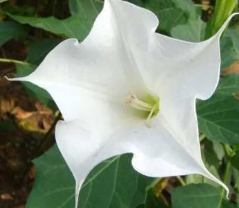 曼陀罗开花是什么季节？