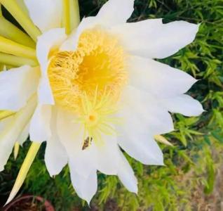 霸黄花什么季节开花？