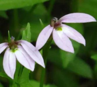玻璃翠花什么季节开花？