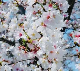 霞浦樱花什么季节开花？