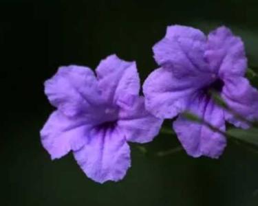 蓝花草什么季节开花？