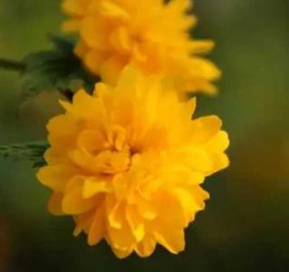 给小花什么季节开花?