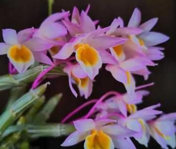 玫瑰石斛什么季节开花?