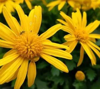 黄金菊什么季节开花?