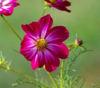 梾木什么季节开花?