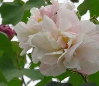芙容什么季节开花?