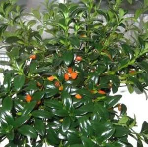 金玉吊兰什么季节开花?