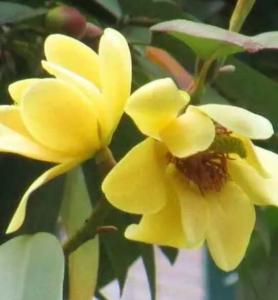 黄兰花什么季节开花？
