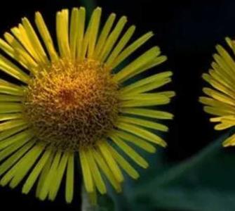 金佛花什么季节开花？