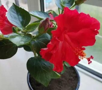 木菊花什么季节开花？