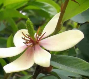 含笑是什么季节开花？
