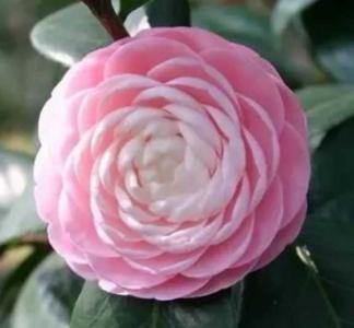 十八学士什么季节开花？