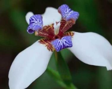 巴西鸢尾什么季节开花？