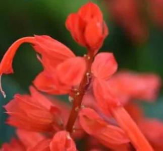 串红花什么季节开花？