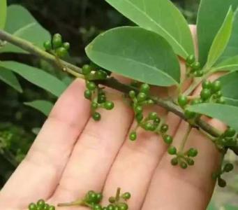 山胡椒什么季节开花？