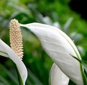 白帆花什么季节开花？