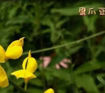 鹰爪豆什么季节开花？