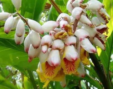 豆蔻什么季节开花植物？