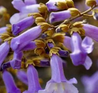 梧桐花什么季节开花？