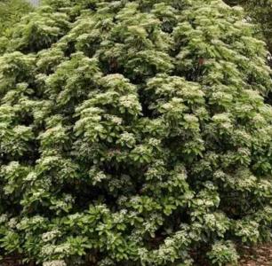 石楠树什么季节开花？