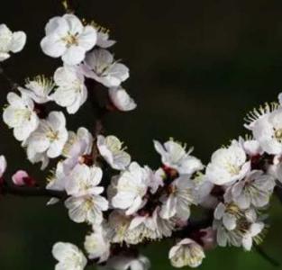 杏花树什么季节开花？