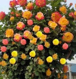 彩虹月季什么季节开花？