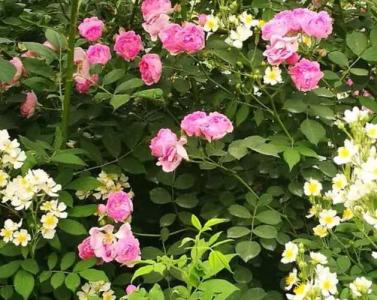 七姊妹什么季节开花？
