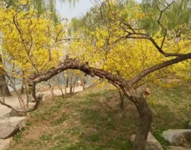 连翘树什么季节开花？